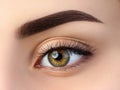 Close up view of beautiful brown female eye Royalty Free Stock Photo