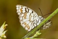 Spanish Marbled White (Melanargia ines)