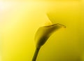 close-up view of beautiful calla lily flower in abstract Royalty Free Stock Photo
