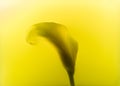 close-up view of beautiful calla lily flower Royalty Free Stock Photo