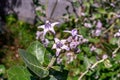 Close up view of Calotropis gigantea flower also known as crown flower Royalty Free Stock Photo