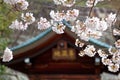 Close-up view of beautiful cherry blossoms  Sakura  in majestic Kiyomizu-dera, a famous Buddhist Temple in Kyoto, Japan Royalty Free Stock Photo