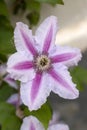 Clematis florida flower
