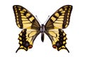 Papilio machaon on a white background Royalty Free Stock Photo