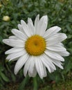 Close up view of beautiful daisy flower.