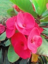 Close-up view of beautiful Euphorbia milli or Crown of thorns Royalty Free Stock Photo