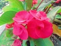 Close-up view of beautiful Euphorbia milli or Crown of thorns