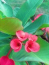 Close-up view of beautiful Euphorbia milli or Crown of thorns Royalty Free Stock Photo