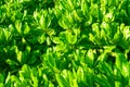 Close Up View of Beautiful exotic Plant with Green Shiny Smooth Royalty Free Stock Photo