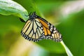 Extreme cose-up of a female monarch laying eggson a giant milkweed bloom. Royalty Free Stock Photo