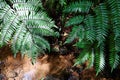 Close-up view of beautiful fern leaves under sunshine in a tropical atmosphere