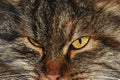 Close up portrait of a bad gray tabby cat Royalty Free Stock Photo