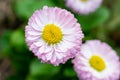 Close up view of beautiful fragile pink daisy flowers with young green leaves on daylight. Simple