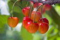 Beautiful ripe and fresh group of yellow reddish cherries