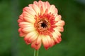 Close up view of beautiful gerbera daisies Royalty Free Stock Photo