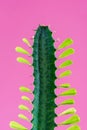 close-up view of beautiful green cactus with thorns and leaves Royalty Free Stock Photo