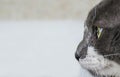 Close up view of beautiful green cat& x27;s eye. Gray and white cat on white background. Beautiful textured fur. Macro Royalty Free Stock Photo