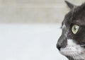 Close up view of beautiful green cat& x27;s eye. Gray and white cat on white background. Beautiful textured fur. Macro Royalty Free Stock Photo