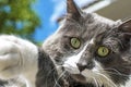 Close up view of beautiful green cat& x27;s eye. Gray and white cat playing outdoor. Beautiful textured fur Royalty Free Stock Photo