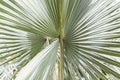 Close up view of beautiful green gray palm leaf