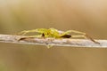 Green huntsman spider (Micrommata virescens)