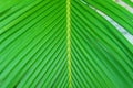 Close up view of beautiful green palm leaf on natural background Royalty Free Stock Photo