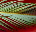 Close up View of Beautiful Green Palm Leaves. Palm Leaves Background, Beautiful Tree, Palm Sunday Royalty Free Stock Photo