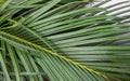 Close up View of Beautiful Green Palm Leaves. Palm Leaves Background, Beautiful Tree, Palm Sunday Royalty Free Stock Photo