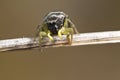 Heliophanus auratus spider Royalty Free Stock Photo