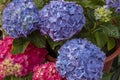 Hortensia (Hydrangea Macrophylla) Royalty Free Stock Photo