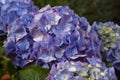 Hortensia (Hydrangea Macrophylla) Royalty Free Stock Photo