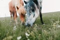 close-up view of beautiful icelandic horses grazing