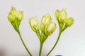 Close-up view of beautiful jasmine flower buds. Royalty Free Stock Photo