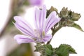 lavatera cretica flower