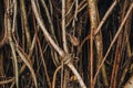 close-up view of beautiful lianas