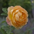 Close-up view of beautiful light orange rose on a stem. Royalty Free Stock Photo