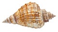 Close-up View of a Beautiful Limpet Shell Showcasing Intricate Patterns and Textures Royalty Free Stock Photo