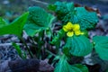 Close up view of a beautiful little yellow prairie violet wildflower