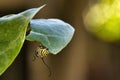 Extreme cose-up of a monarch feeding on  a giant milkweed bloom. Royalty Free Stock Photo