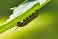 Extreme cose-up of a monarch caterpillar feeding on  a giant milkweed bloom. Royalty Free Stock Photo