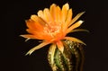 Close-up view beautiful orange lobivia cactus flower Royalty Free Stock Photo