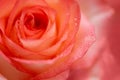 Close-up view of beautiful orange rose with water drops. Soft focus. Valentines day or Birthday celebration concept Royalty Free Stock Photo