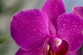 Close up view of beautiful orchid flowers in bright magenta color. Phalaenopsis orchid cultivation at home.Blooming Phalaenopsis