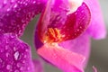 Close up view of beautiful orchid flowers lip labellum in bright magenta color.Blooming Phalaenopsis