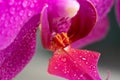 Close up view of beautiful orchid flowers lip labellum in bright magenta color