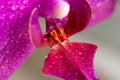 Close up view of beautiful orchid flowers lip labellum in bright magenta color