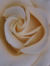 Close up view of a beautiful pastel beige rose. Macro image. Fresh beautiful flower as expression of love.
