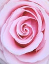 Close up view of a beautiful pastel pink rose. Macro image. Fresh beautiful flower as expression of love.