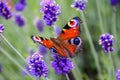 Close up view of a beautiful Peacock butterfly on lavender flower Royalty Free Stock Photo