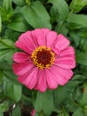 Close up view of beautiful pink Common zinnia.